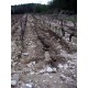 Les vignes ravinées par les pluies torrentielles qui ont anéanti le millésime 2002
