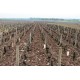Vigne de Bourgogne-Chardonnay du domaine Coche-Dury