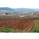 La vigne de Monthélie du domaine Coche-Dury avec le village d'Auxey-Duresses au fond