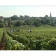 The Meursault "Rougeots" wineyard