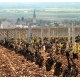 Vigne de Meursault "Vireuils" du domaine Coche-Dury