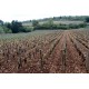 La vigne de Meursault "Narvaux" du domaine Coche-Dury