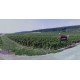 The Chambertin vineyard