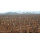 Vigne de Bourgogne Pinot Noir du domaine Coche-Dury