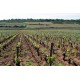 Bienvenues Bâtard-Montrachet vineyards of the domaine Leflaive