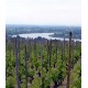 Crozes-Hermitage wineyards