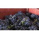 harvest in domaine Jacquesson