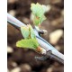 Premiers bourgeons dans la vigne de Chardonnay du domaine Coche-Dury (avril 2012)
