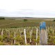 Les vignes du climat "Fôret"