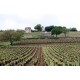 Roulot vineyard