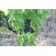 Clos du Rouge Gorge vineyard