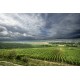 Chablis wineyard
