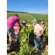 Vineyards Chablis de Moor vendanges 2021