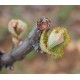 Vincent Dancer vineyard