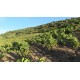 Clos du Rouge Gorge vineyard
