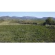 LANGUEDOC