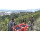 Vendanges au domaine JL Chave