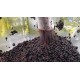 Vinification au domaine JL Chave